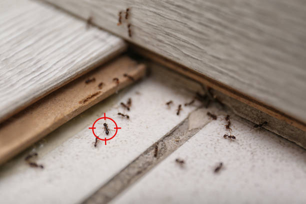 Best Bed Bug Extermination  in Marlborough, MO
