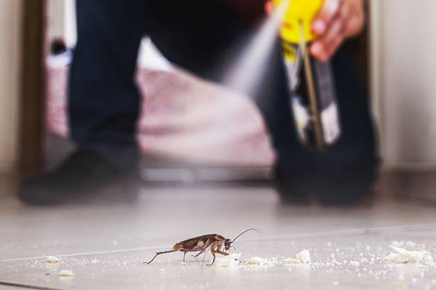 Best Spider Control Near Me  in Marlborough, MO