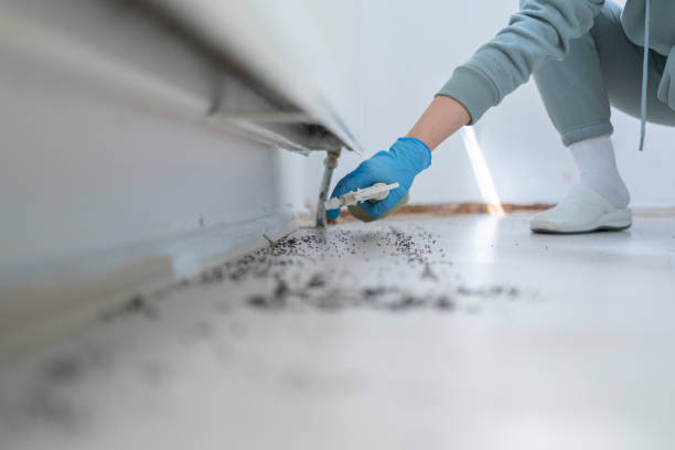 Reliable Marlborough, MO Pest Control Solutions